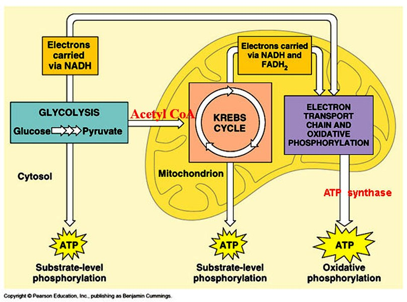 Cellular Respiration!